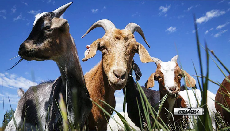 Goat meat market demand in Nepal